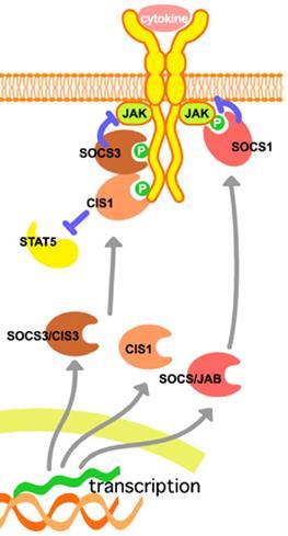 The JAK/STAT pathway plays a key role in the genesis of