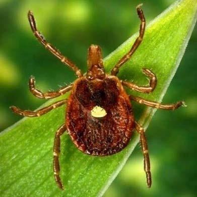 Additional ticks able to transmit