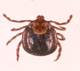 4 American Dog tick: Rocky Mountain spotted fever & Human Monocytic Ehrlichiosis (HME) Lone Star tick: Human Monocytic Ehrlichiosis