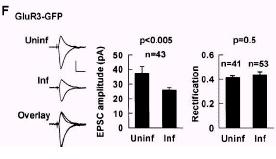 FIG. 6F They also had a look at the behaviour of GLUR3 by transfecting