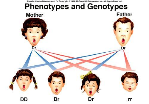 expression of genetic makeup