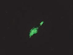 (a) HFF were infected with HCMV-/IE2- and examined by immunofluorescence as