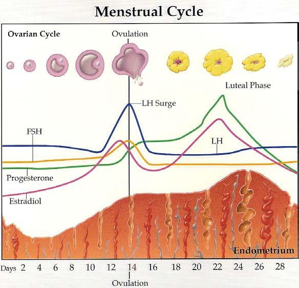 Proellex Effectiveness in Patients AN EFFECTIVE DOSE OF PROELLEX STOPS MENSTRUATION (AMENORRHEA) IN MAJORITY OF WOMEN Induction of amenorrhea relieves key symptoms of uterine fibroids and
