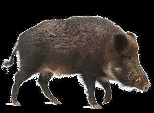 Attestation of the CVO (Weekly updated) Belgium currently still has a free status for domestic and wild pigs kept in captivity.