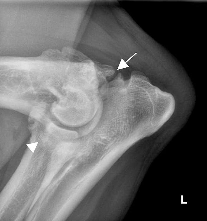 His general physical exam was unremarkable separate from the bite wound and abrasions to the face. His orthopedic exam revealed a grade 2/4, weight bearing left thoracic limb lameness.