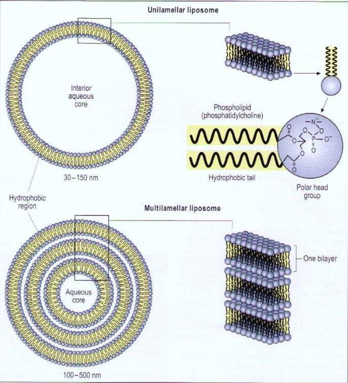 Liposomes Spherical vesicles composed of phosphatidylcholine bilayer membranes May be one or more bilayers Typically 100 300nm (can be 15 3500nm) Interact with skin: adsorption and fusion on the