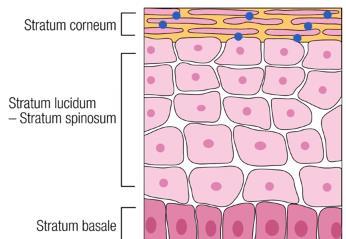 Image showing absorbance in the outer stratum corneum only; for example,