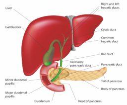 What is HPB Clinic? This clinic will addresses the entire spectrum of surgical options for diseases of the liver ( Hepato), pancreas (P) and Biliary system ( gall bladder and bile duct).