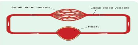 Open circulatory system - involves a heart pumping blood through open ended vessels.