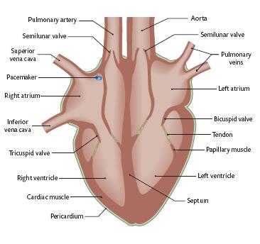 The Heart: The heart is located between the two lungs, slightly to the left hand side of the chest/thorax It is made of cardiac muscle and is surrounded by a double membrane called the pericardium.
