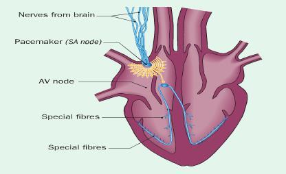The coronary arteries branch from the aorta at the point where it leaves the heart. Blockage of the coronary arteries is a common cause of heart attack.