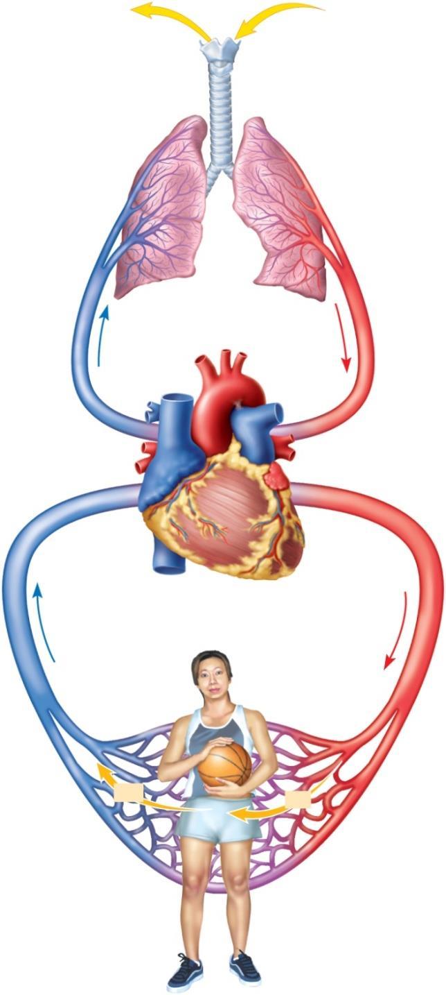 Overview Heart and Vessels 2 Major Divisions