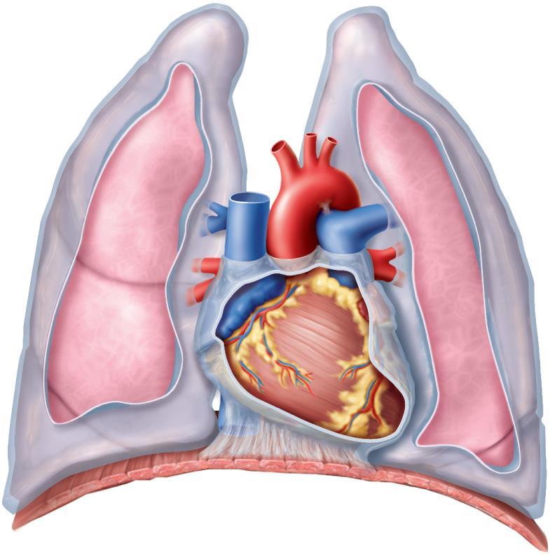 Location Aorta Superior vena cava Right lung Pulmonary trunk Base of