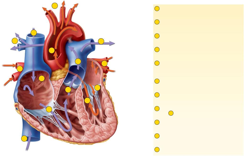 Fig. 19.9 Copyright The McGraw-Hill Companies, Inc. Permission required for reproduction or display. 10 1 Blood enters right atrium from superior and inferior venae cavae.