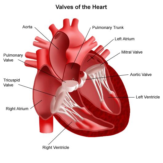 VALVES OF THE HEART Semilunar Valves (Artic & Pulmnary): Between the right and left ventricles and the great arteries