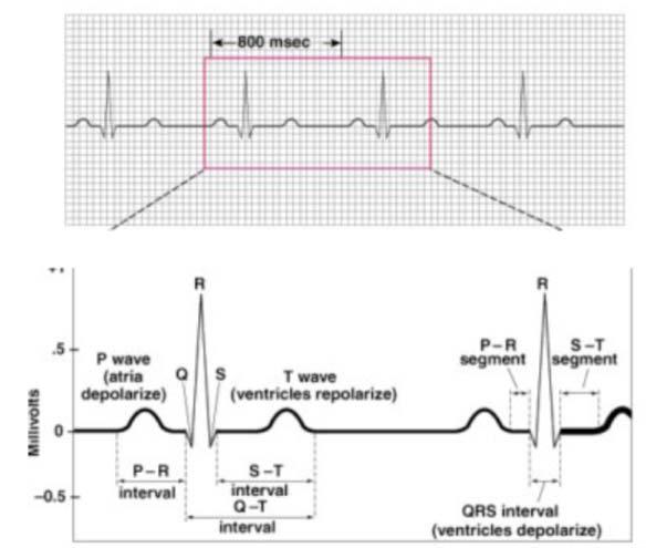 Electrocardiogram (EKG) EKG Action potentials of all active cells can
