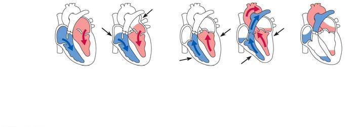 The Heart: Cardiac Cycle Cardiac cycle events of one complete heart beat Mid-to-late diastole blood flows from atria into ventricles Ventricular systole blood pressure builds before ventricle