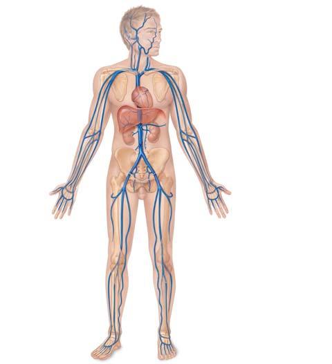 Major Veins of Systemic Circulation Veins draining into the inferior vena cava Left and right hepatic veins drain the liver Veins of the head and trunk Dural venous sinuses External jugular vein
