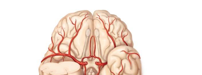 Circle of Willis Anterior and posterior blood supplies are united by small communicating arterial branches Result complete circle of