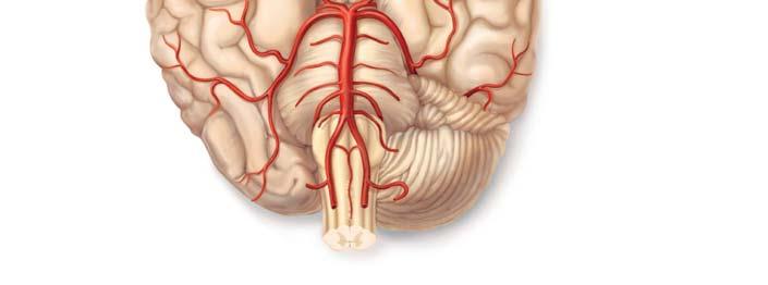 carotid artery Mammillary body Temporal lobe Pons Occipital lobe Anterior Cerebral arterial circle (circle of Willis) Anterior communicating