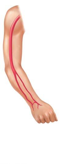 Blood pressure 120 systolic 70 diastolic (to be measured) Brachial artery (a) The course of the brachial artery of the arm.