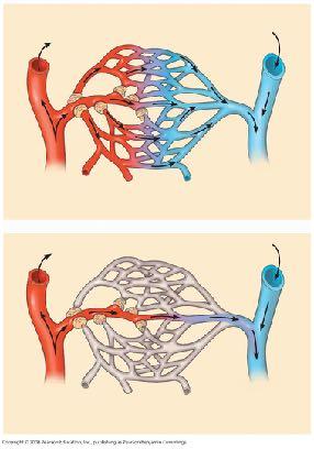 Hemolymph in sinuses surrounding organs Pores Heart Tubular heart Blood Small branch vessels In each organ cardiovascular