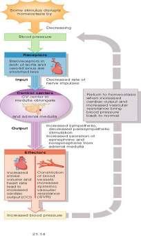 Homeostasis and blood