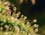 high in THC, low in CBD CBD has better potential for therapeutic benefit