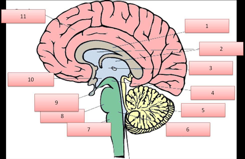 Nervous System, Senses. Animal Behavior. Task No 3: The human brain is illustrated here. Using the word list, identify the labeled parts.