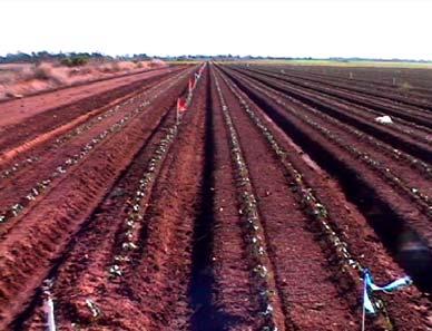 Trial 4: Werribee, Victoria (2005) Chronology of Events Date Days After Planting (DAP) Days After Application (DAA) 02/08/05 0 Trial planted.