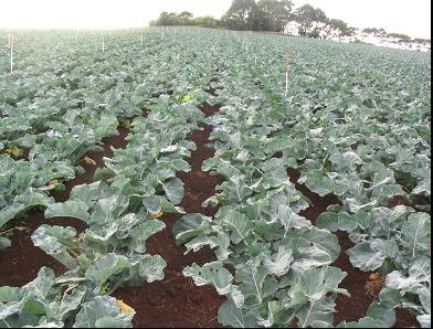 Trial 7: Forth, Tasmania (2005) Chronology of Events Date Days after planting (DAP) Days after application (DAA#) Crop Stage 05/02/05 0 Seedling Broccoli transplanted.