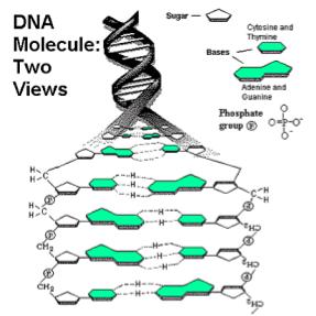 Nucleic Acids Definition: Made of smaller units called nucleotides Nucleotide: Contains 3 parts a sugar, a base & a phosphate group Nucleic Acids: your body has only 2: DNA & RNA DNA sugar is deoxy