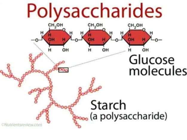 Polysaccharides Polysaccharides Definition and Structure [Greek poly = many; sacchar = sugar] are complex carbohydrates, composed of 10 to up to several thousand monosaccharides arranged in chains.