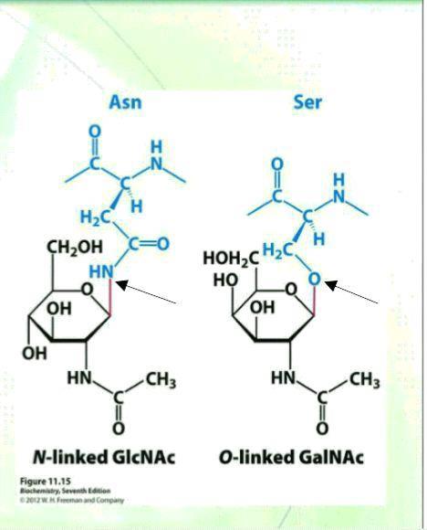 *Glycoproteins 1)The carbohydrates of glycoproteins are linked to the protein component through either O-Glycosidic or N-Glycosidic bonds 2)The N-Glycosidic linkage is through the amide group of