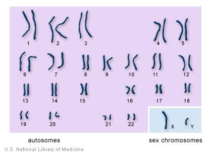 Human chromosomes In humans, each cell normally contains 23 pairs of chromosomes, for a total of 46. 22 of these pairs look the same in both men and women.