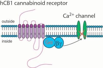 Pharmacodynamics CB receptors are G-protein receptors generally on axon terminals ( presynaptic ) Post-synaptic neurons release membrane-bound endocannabinoids in response to ligand-receptor binding
