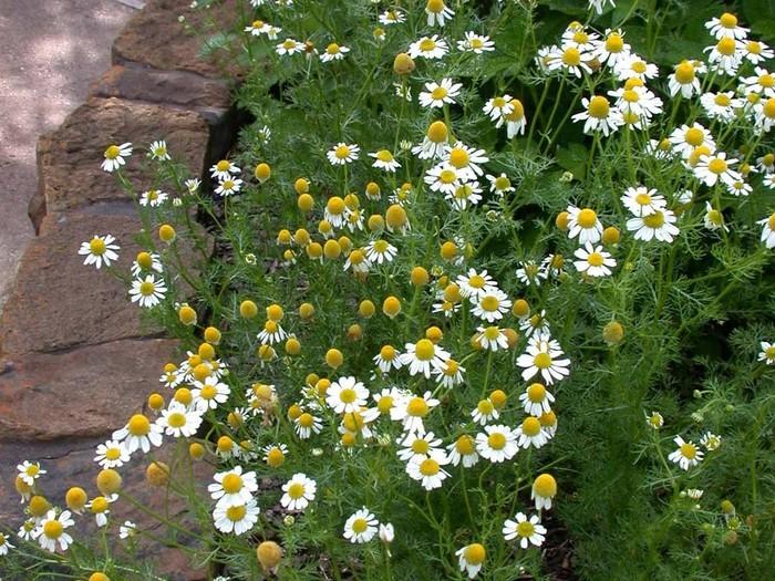 Roman Chamomile (Chamaemelum nobile) -Chamomile is an age-old medicinal herb known in ancient Egypt, Greece and Rome.