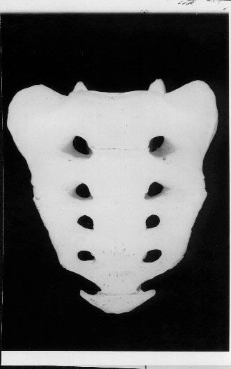 The intermediate tubercle of the fifth sacral vertebra represents the sacral cornua, which articulate with the corresponding coccygeal cornua.