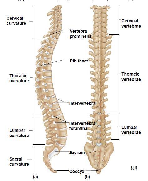 E. VERTEBRAL COLUMN 1. The vertebral column extends from the skull to the pelvis and forms the vertical axis of the skeleton. 2.