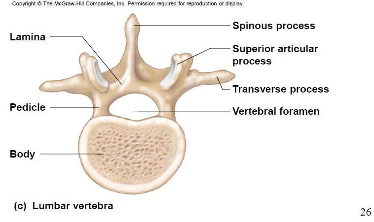 2. The bodies of lumbar vertebrae are larger and stronger than the superior