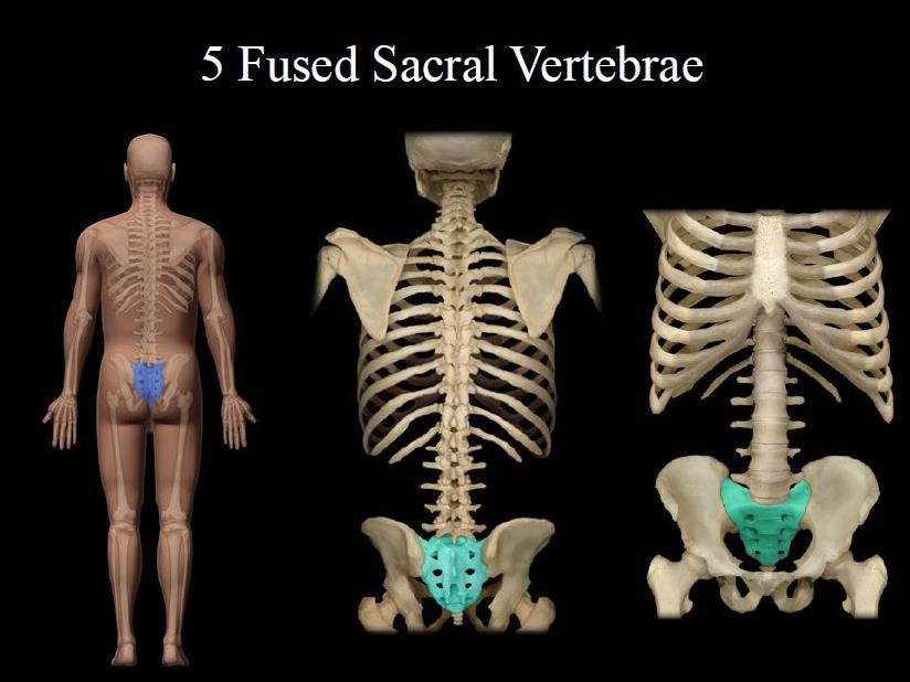 J. Sacrum 1. The sacrum is triangular in shape. 2. The median sacral crest is a ridge of tubercles where the spinous of sacral vertebrae fused together. 3.