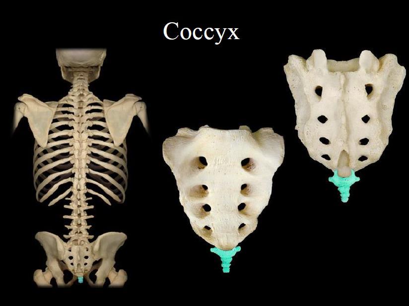 K. Coccyx 1. The coccyx is the lowest part of vertebral column. 2.