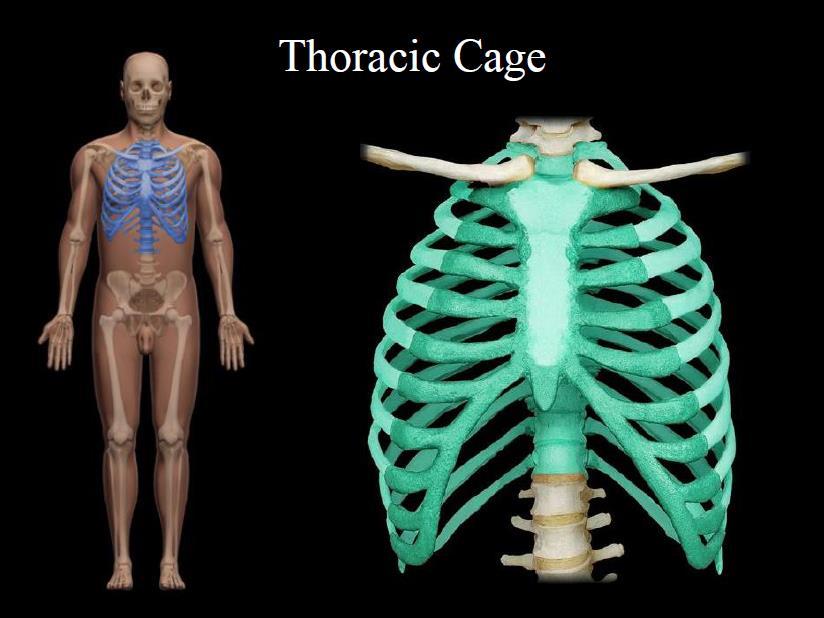 L.. THORACIC CAGE 1.
