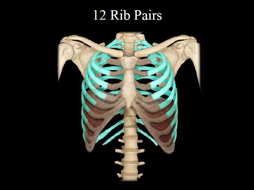 . RIBS 1. The usual number of ribs is 24. 2. The true ribs are the first 7 pairs of ribs. 3.