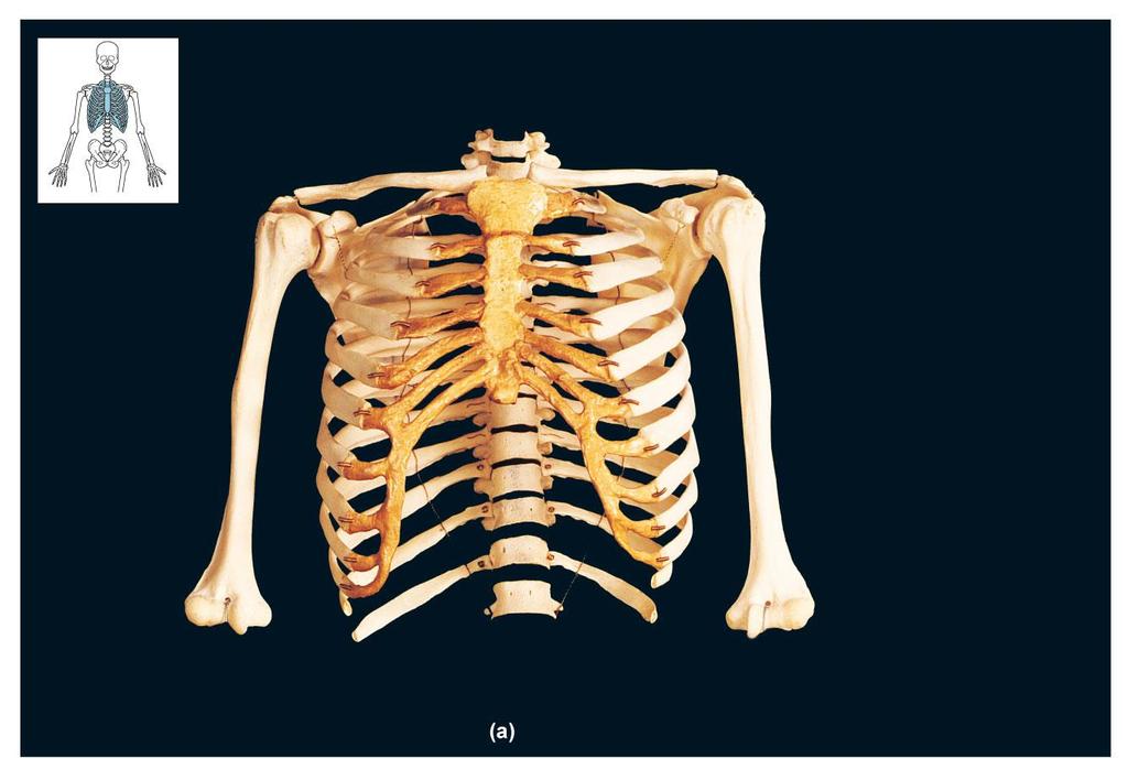 FIGURE 23A 6. The head of a rib is an enlarged portion of a rib at its posterior end Jugular notch Clavicular notch Clavicle 7.