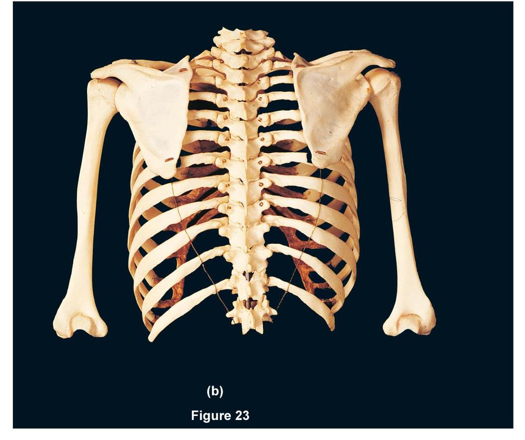 FIGURE 23B Clavicle Scapula True ribs (1 7) False ribs (8 12)