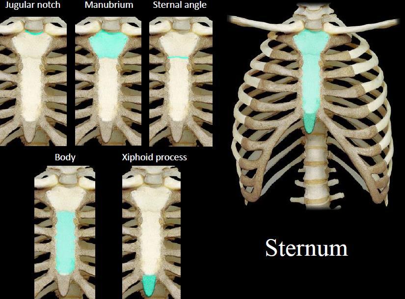 N. STERNUM 1. The sternum is located along the midline in the anterior portion of the thoracic cage. 2.