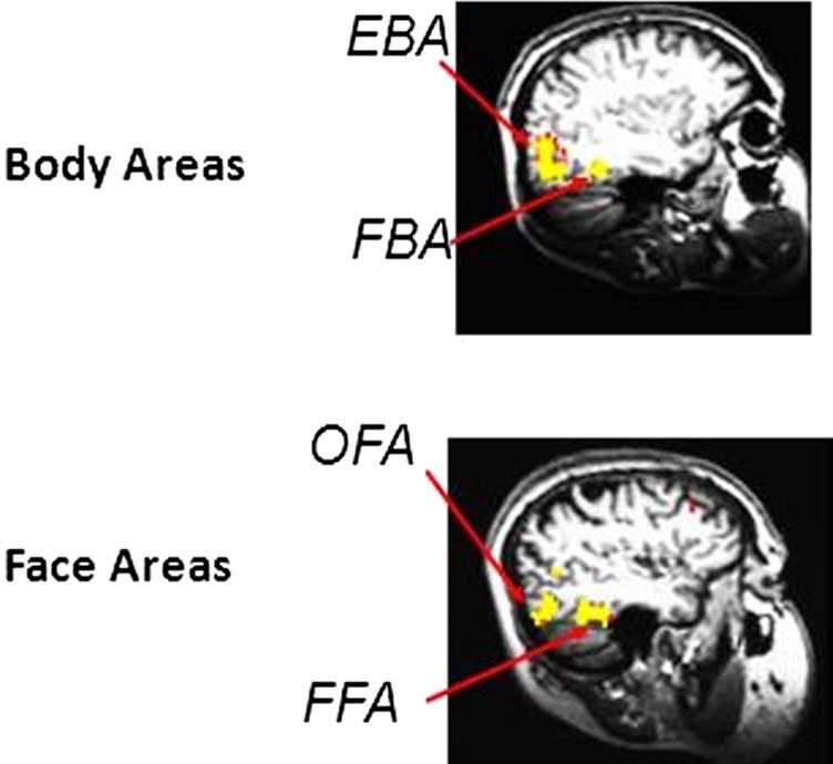 Figure 2. The face and body selective areas were localized in each participant based on a localizer scan. The four areas are shown for a representative participant.