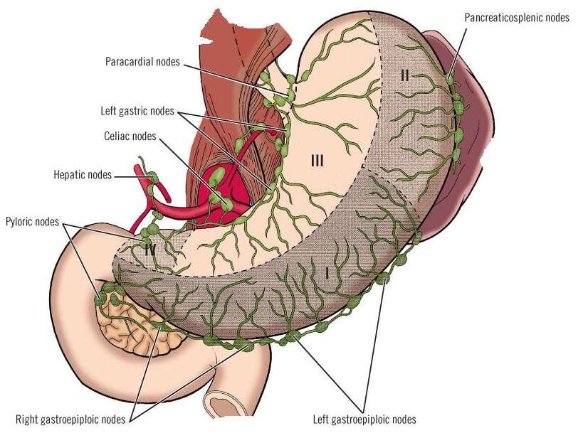 The Stomach: Lymph drainage I: Inferior
