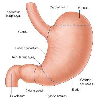 Stomach: Parts Cardia surrounds the opening of the esophagus into the stomach Fundus= most superior portion area above the level of the
